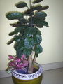 Dinner Plate Aralia